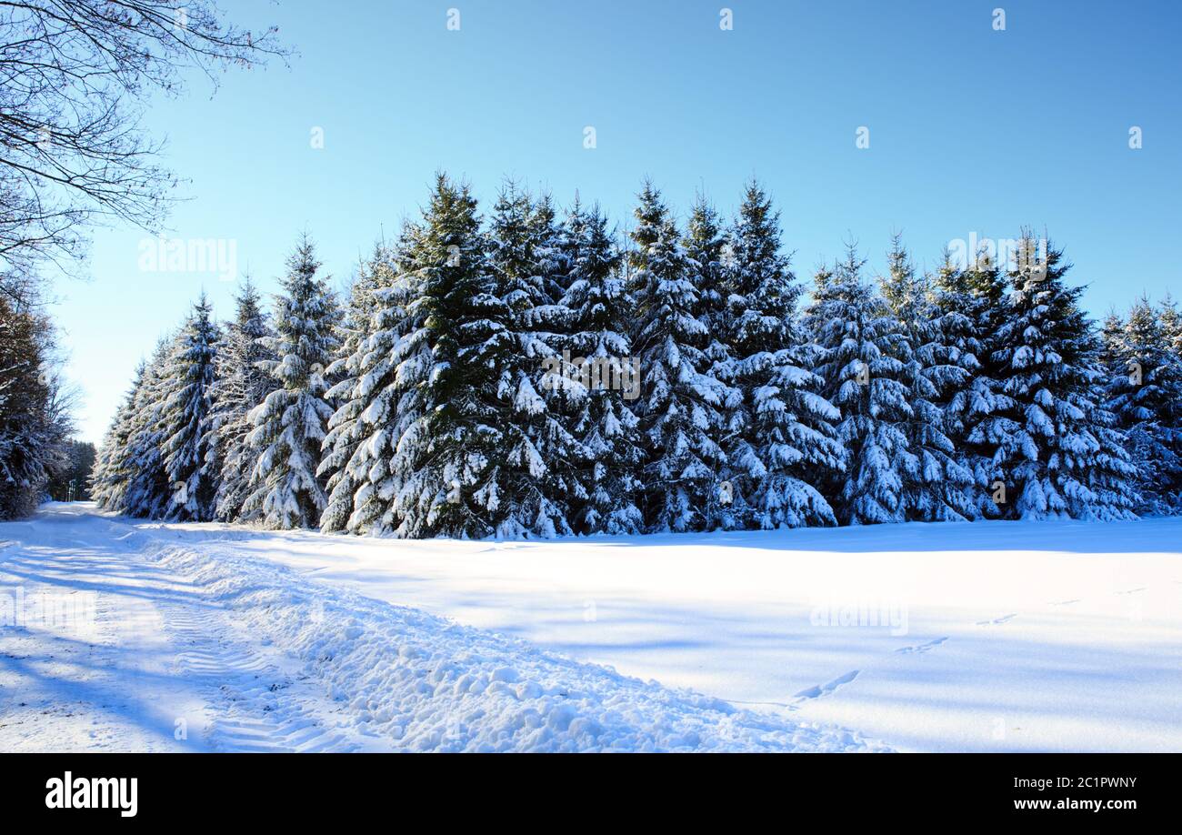 Winterlandschaft mit schneebedeckten Tannen und blauem Himmel. Stockfoto