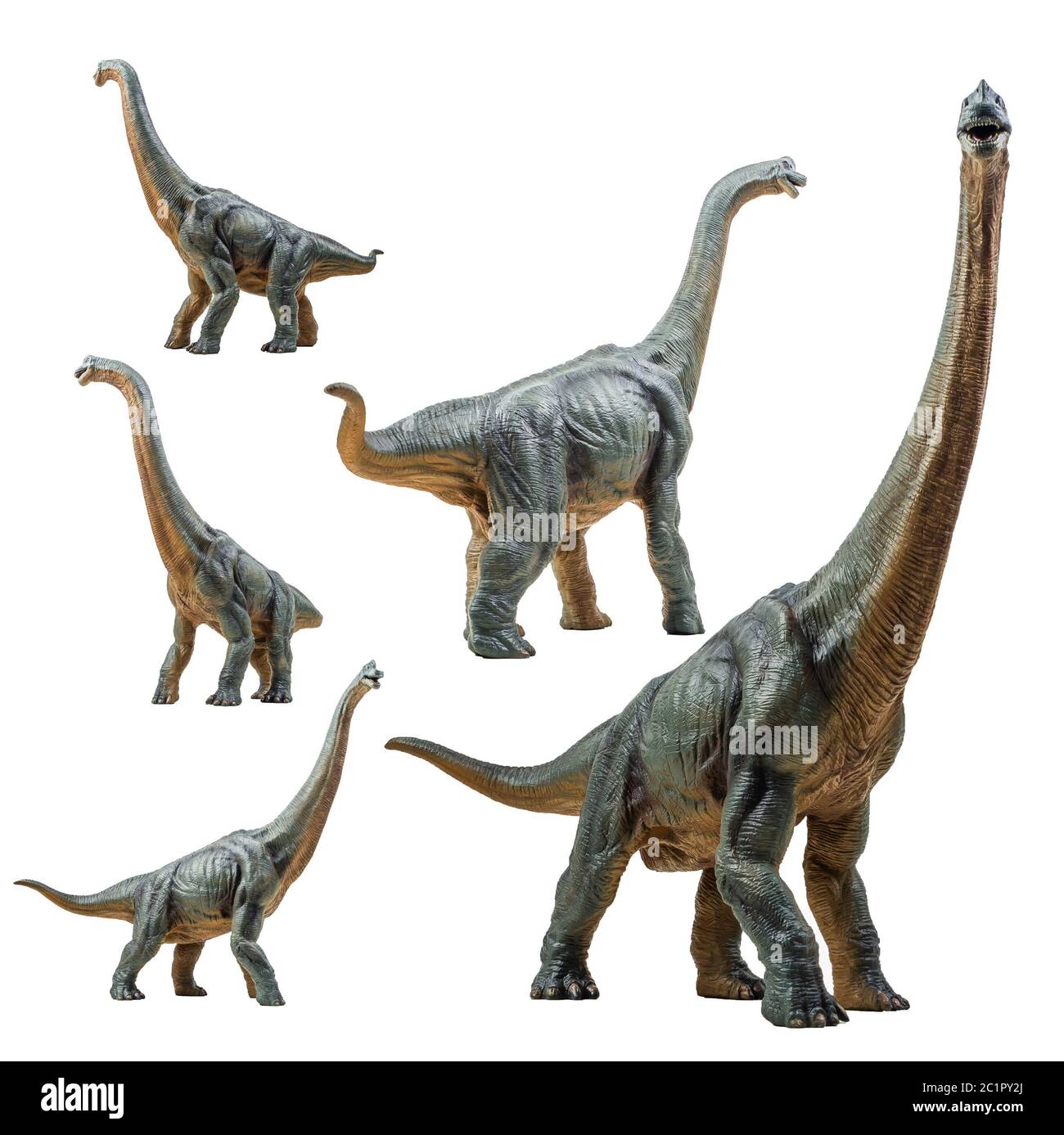 Brachiosaurus, Dinosaurier auf weißem Hintergrund. Stockfoto