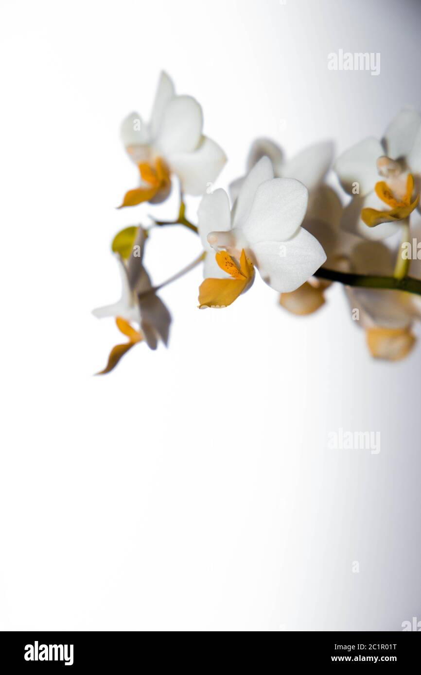 schöne Blume Stockfoto