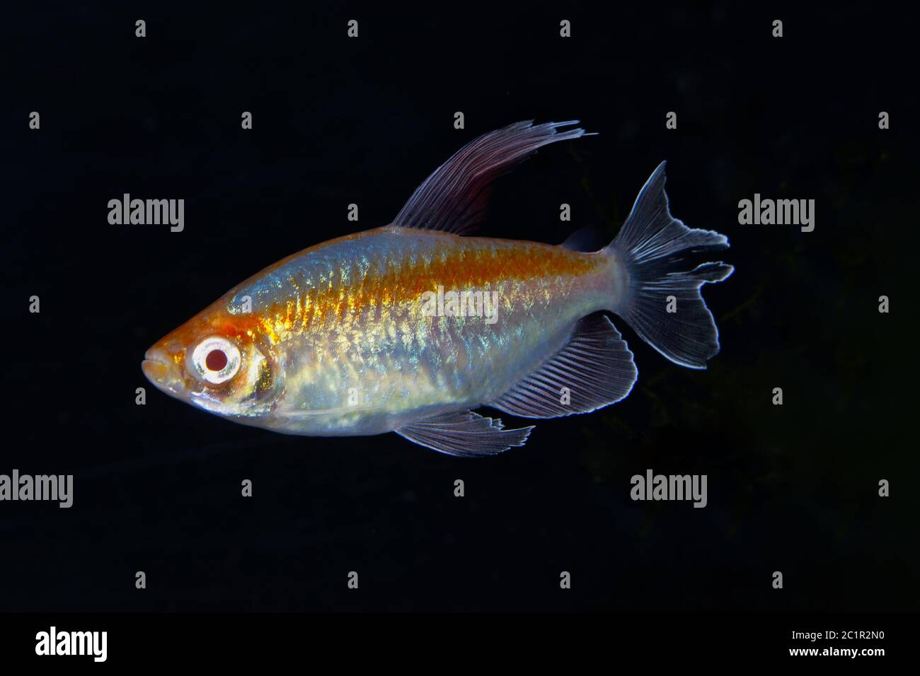 Portrait von Aquarium Fische - Kongo Tetra (Phenacogrammus interruptus) auf schwarzem Hintergrund Stockfoto