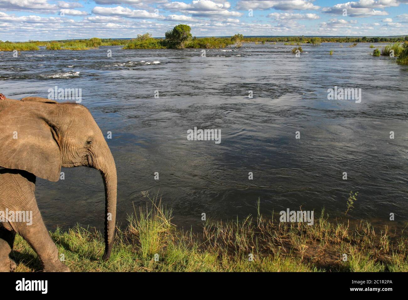 Elefant auf dem zambezi-Fluss Stockfoto