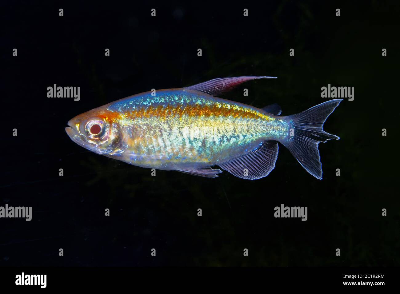 Portrait von Aquarium Fische - Kongo Tetra (Phenacogrammus interruptus) auf schwarzem Hintergrund Stockfoto