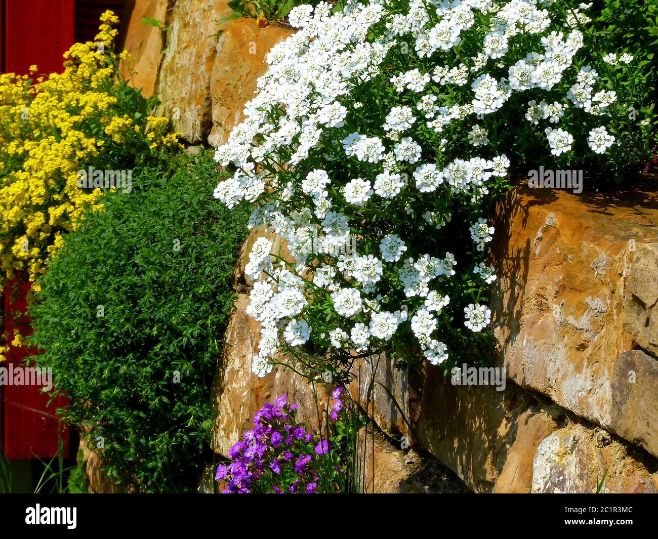 Schöne Gartenwand aus Natursteinblöcken mit blühenden Polsterblumen Stockfoto