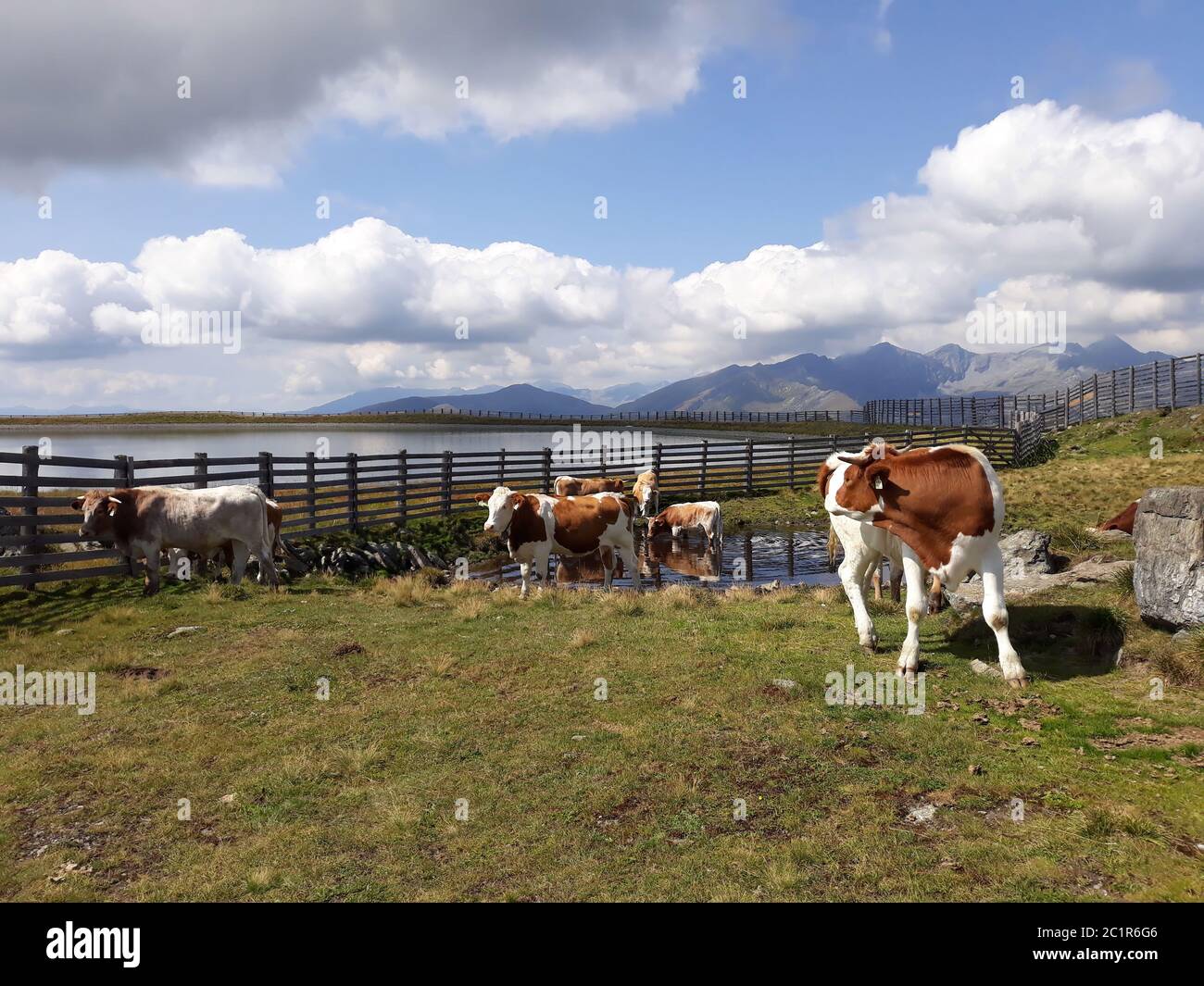 Kühe und ein Stausee auf Katschberg Stockfoto