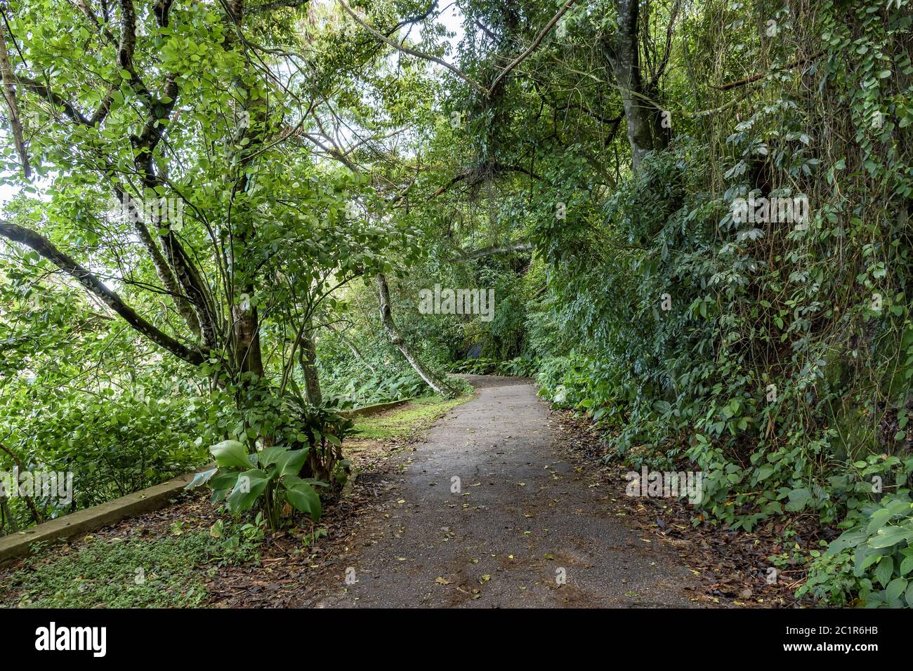 Weg durch die Bäume und Pflanzen des Regenwaldes Stockfoto