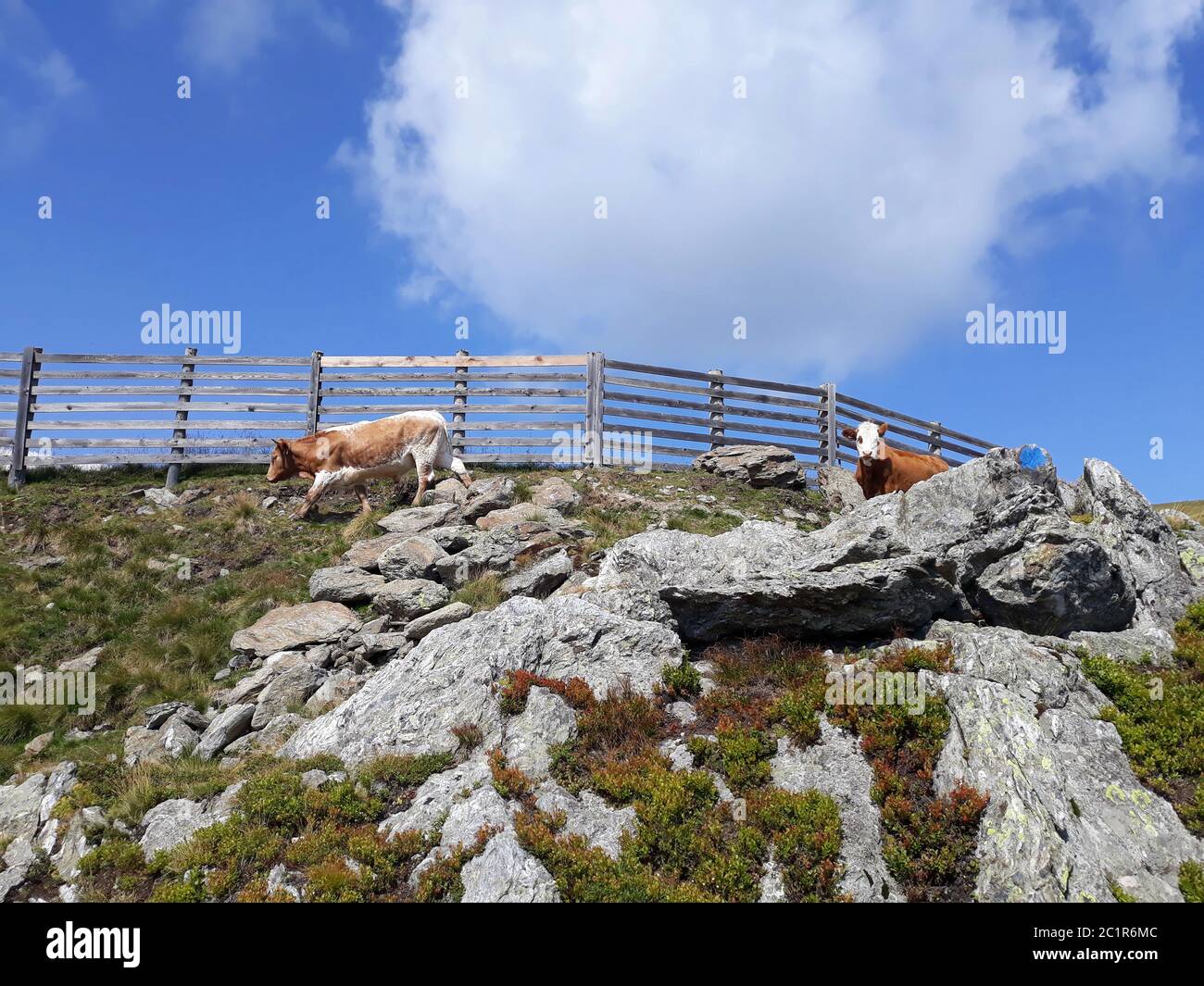 Kühe auf Katschberg Stockfoto