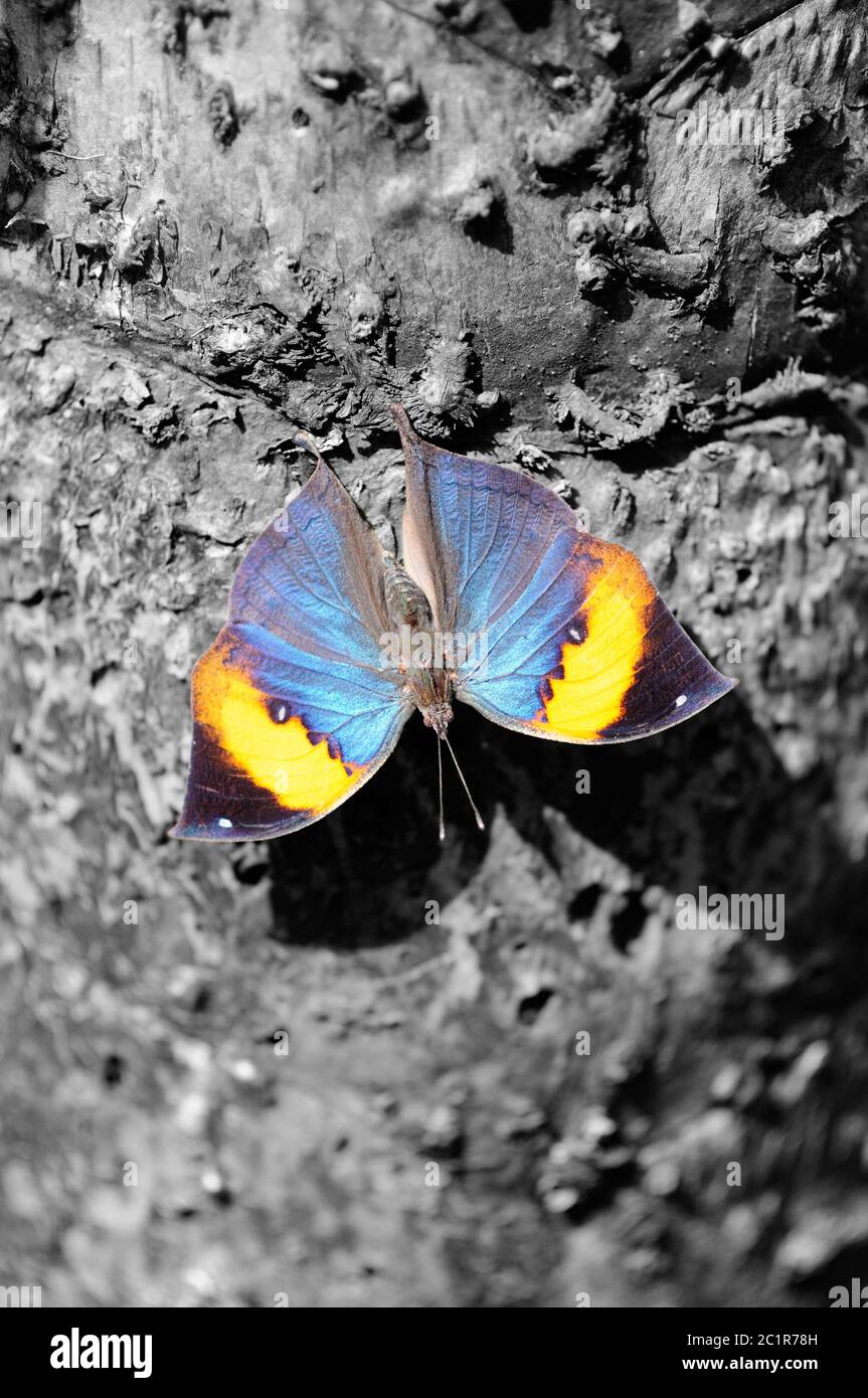 Dead Leaf Butterfly auf einem Baumstamm in schwarz-weißem Hintergrund Stockfoto