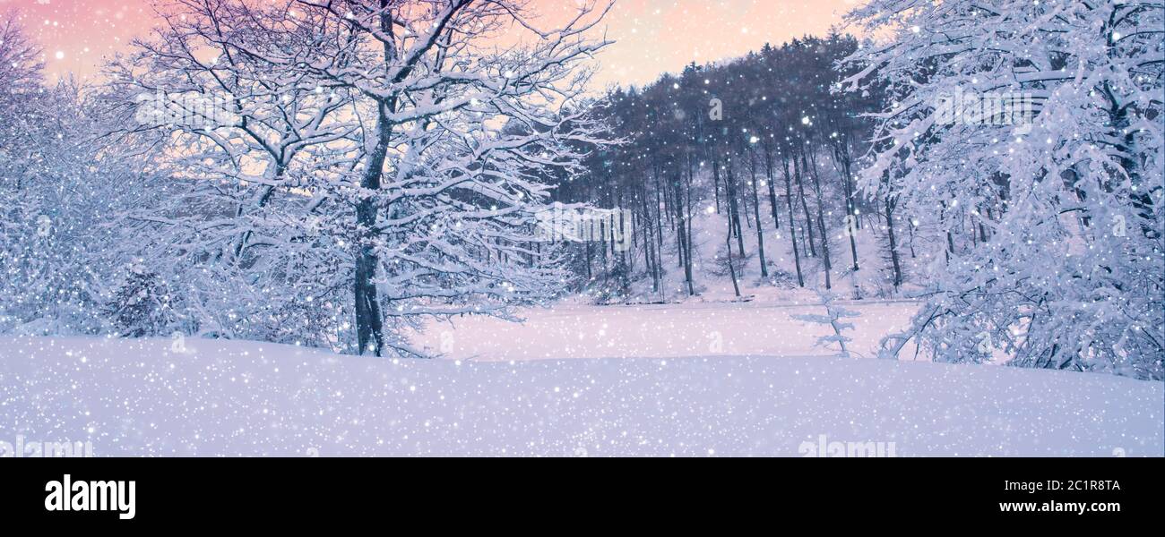 Winterbäume auf Schnee. Naturhintergrund mit schneebedeckten Bäumen im Wald. Stockfoto