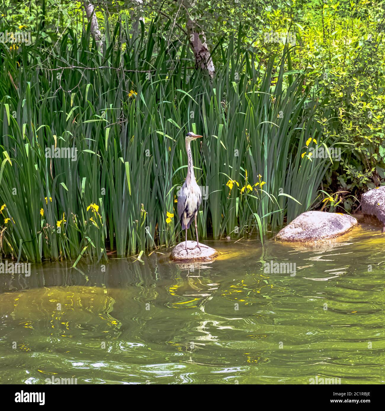 Wilder Graureiher (Ardea cinerea) im französischen Park Stockfoto