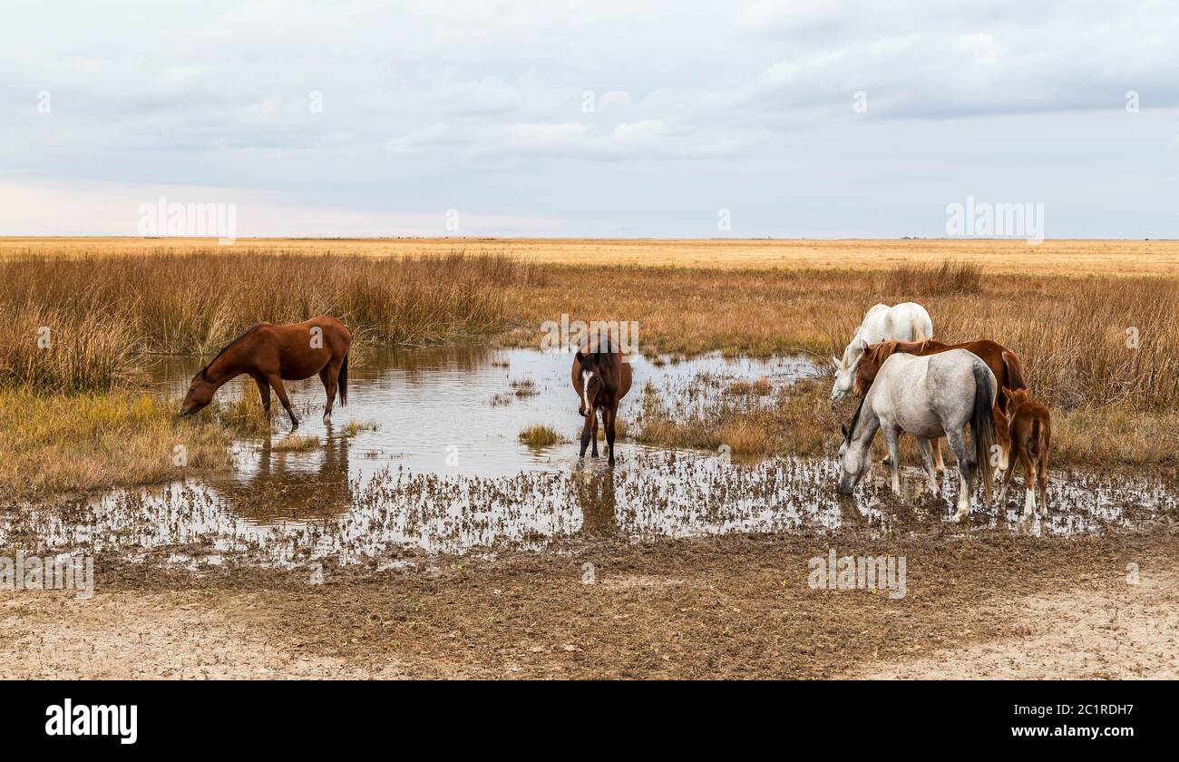 Wildpferde an einem Wasserloch in kasachischen Steppen. Stockfoto