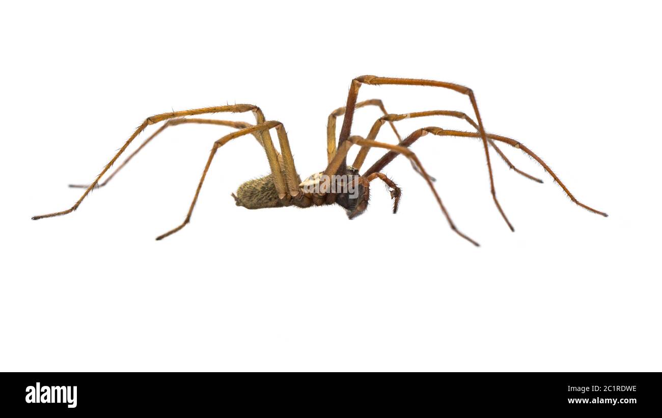 Riesige Haus Spinne (Eratigena atrica) Seitenansicht des Spinne mit langen, haarigen Beinen auf weißem Hintergrund Stockfoto