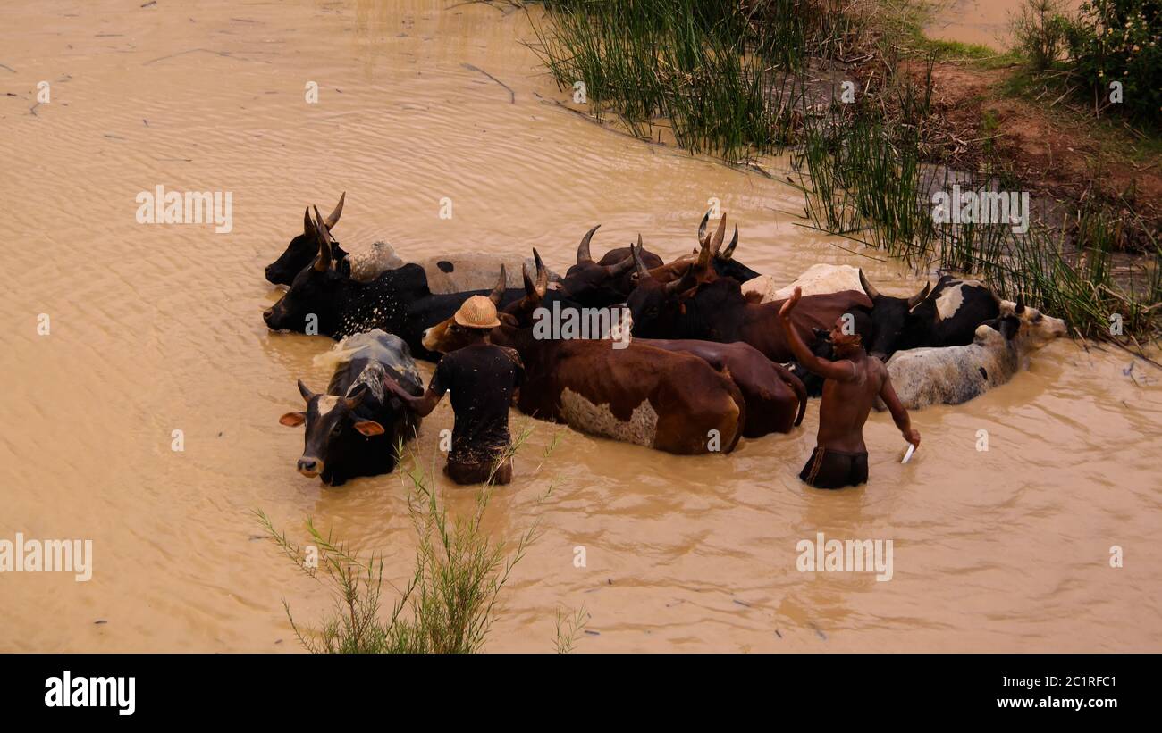 Zebus waschen im Fluss Onive bei Antanifotsy, Madagaskar Stockfoto