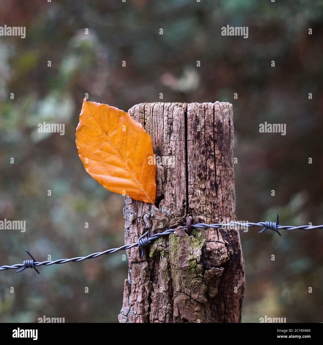 Braune Blätter Textur Stockfoto