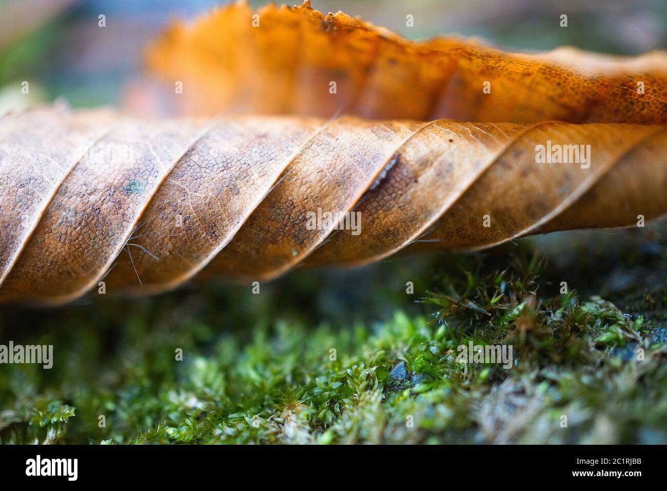 Braune Blätter Textur Stockfoto