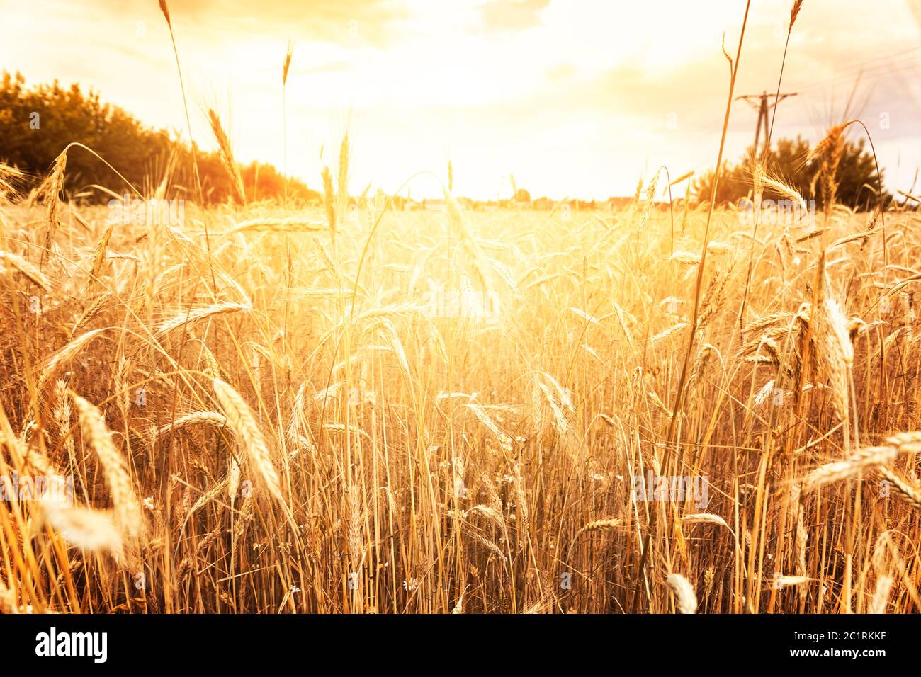 Sonnige Landschaft mit goldenem Weizenfeld Stockfoto