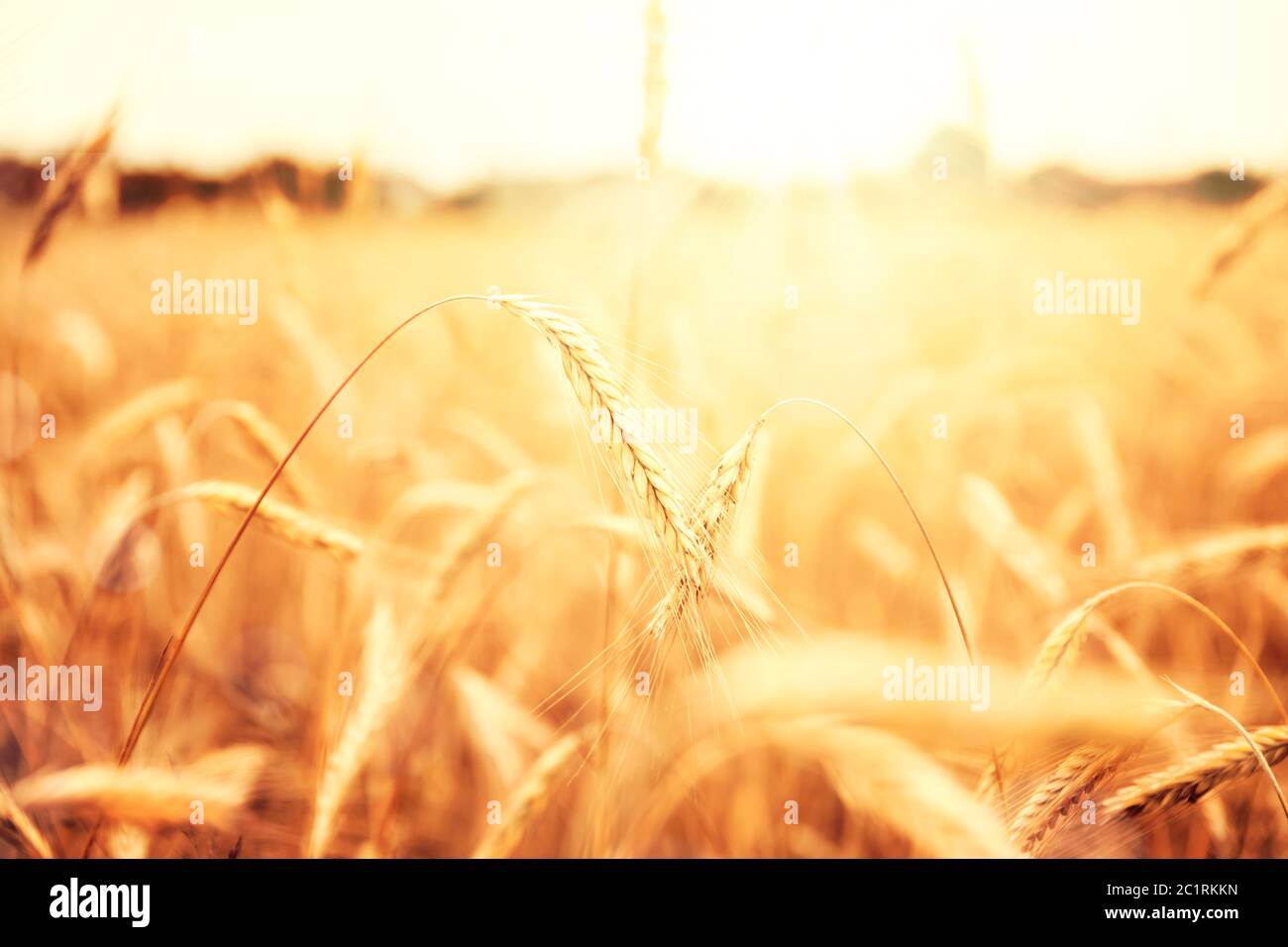 Sonnige Landschaft mit goldenem Weizenfeld Stockfoto