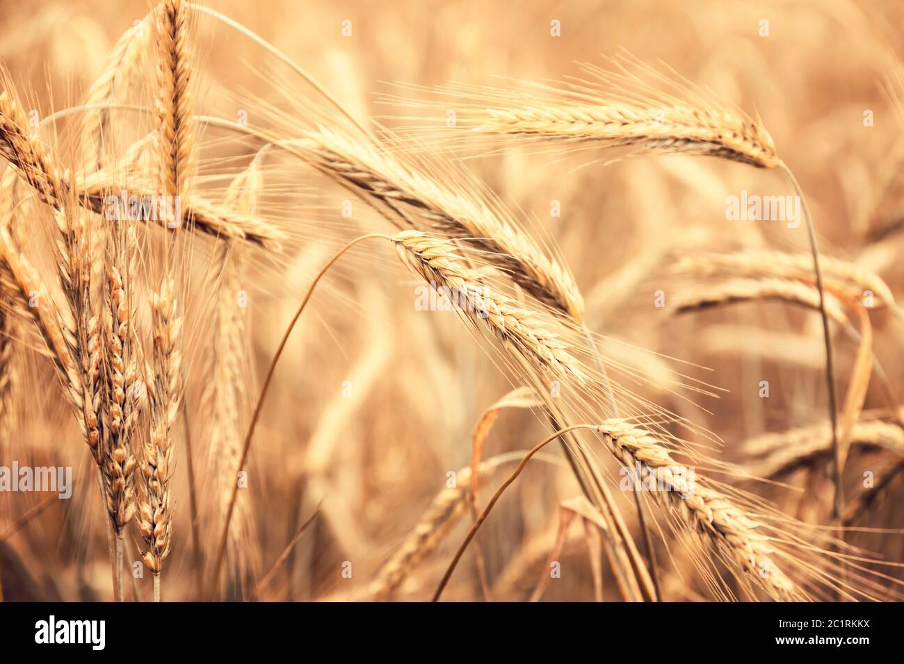 Goldenes Weizenfeld auf dem Land Stockfoto