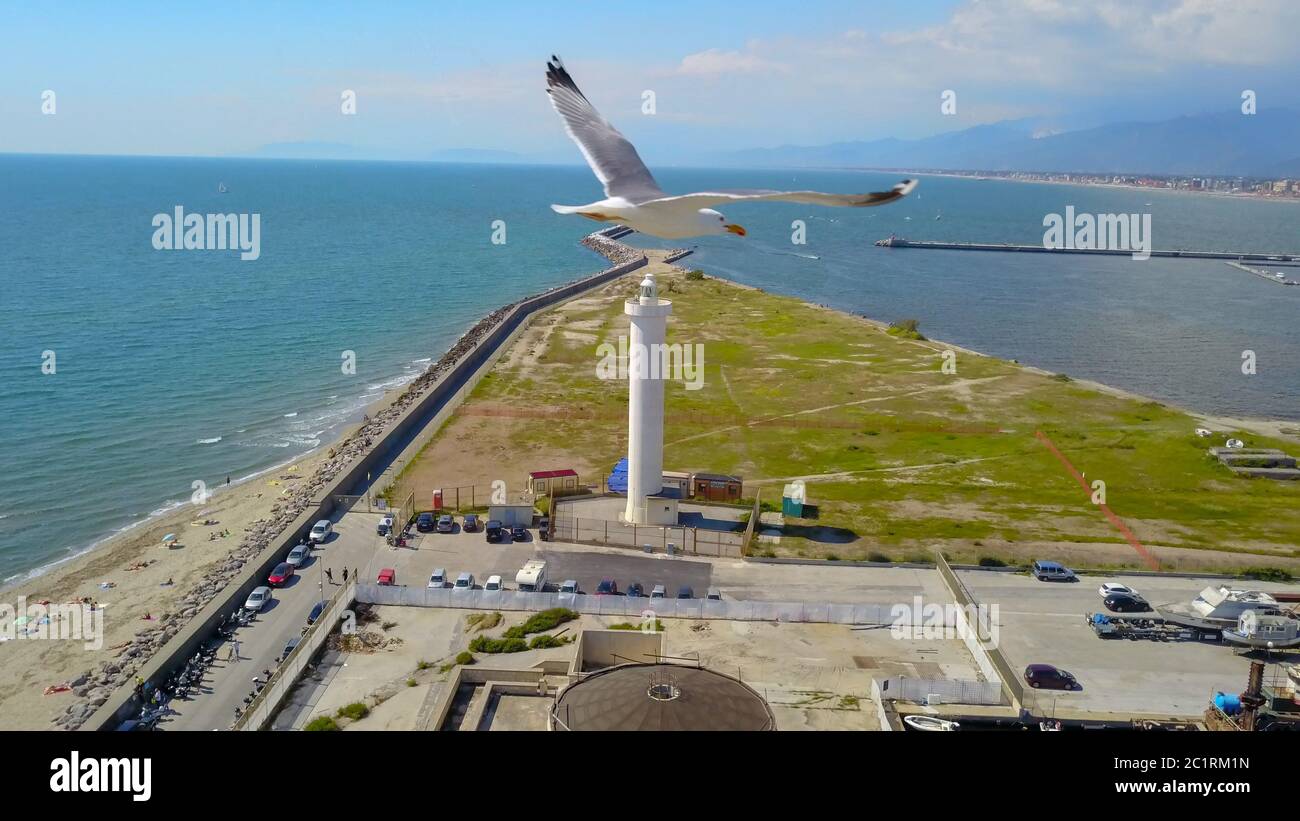 Fliegen Sie wie eine Möwe zum Meer Stockfoto