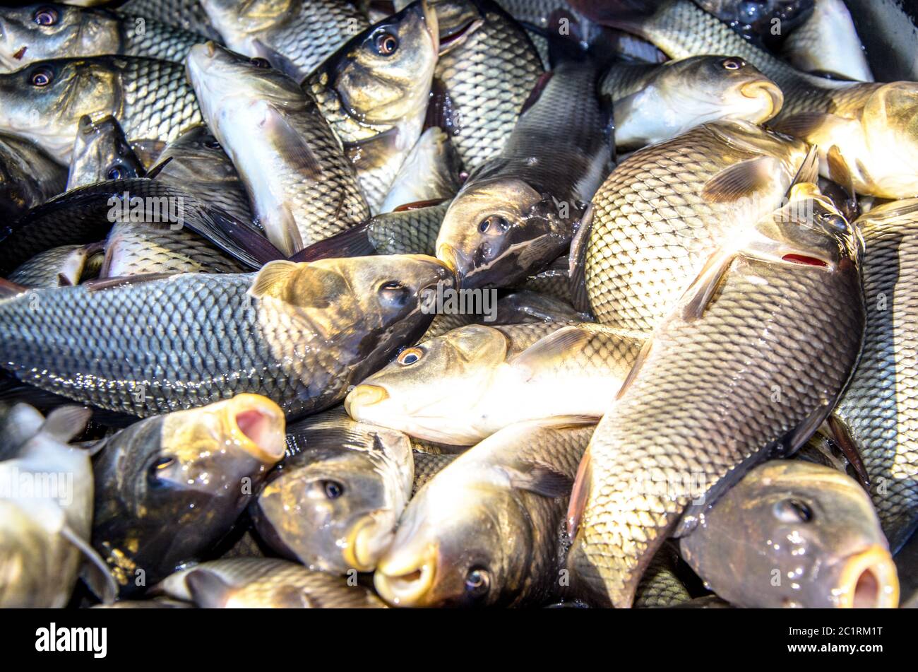 Junge Karpfenfische aus einer Fischfarm werden in einem Fass zur Freisetzung in das Reservoir transportiert Stockfoto