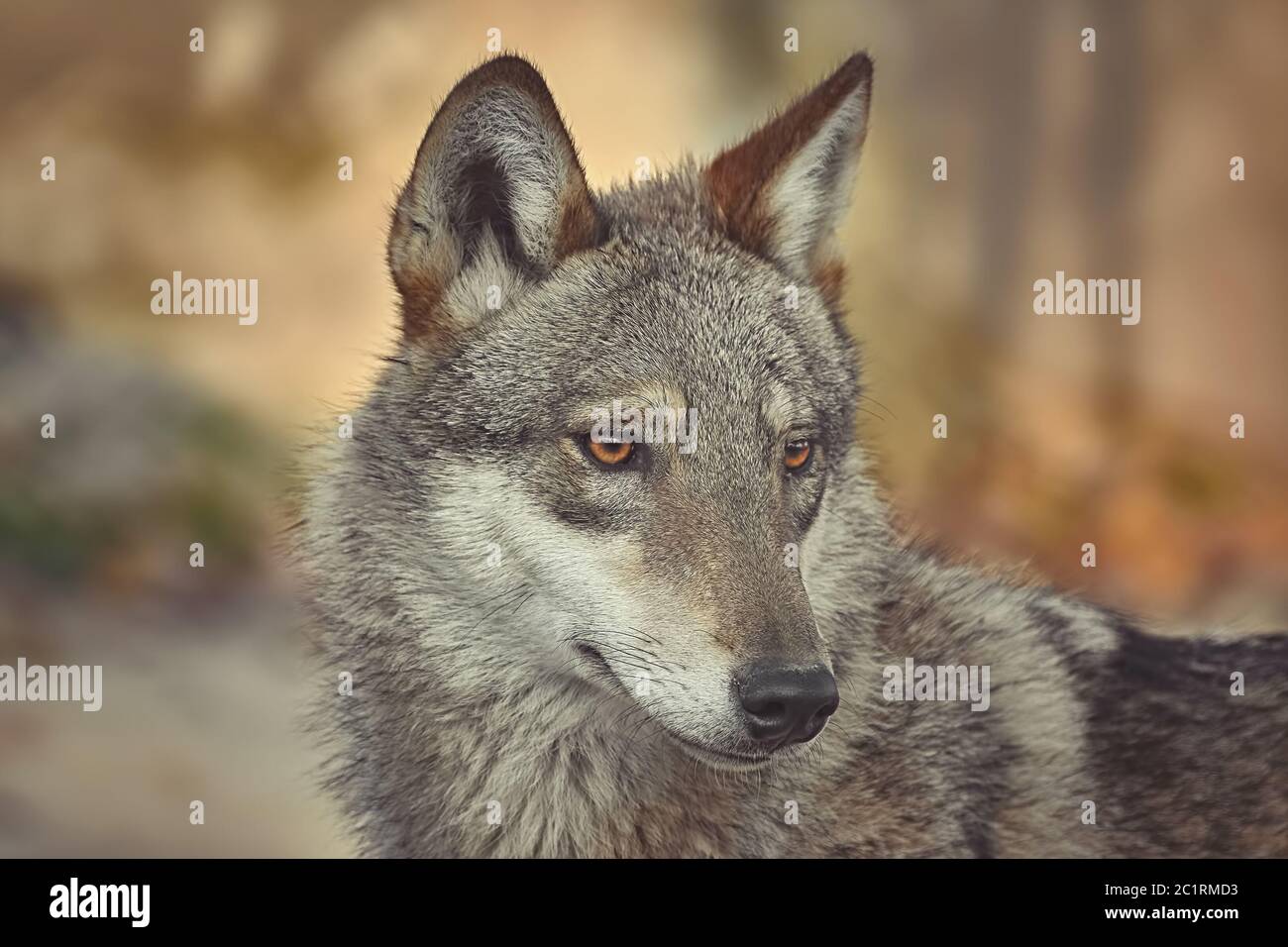 Portrait von Wolf Stockfoto