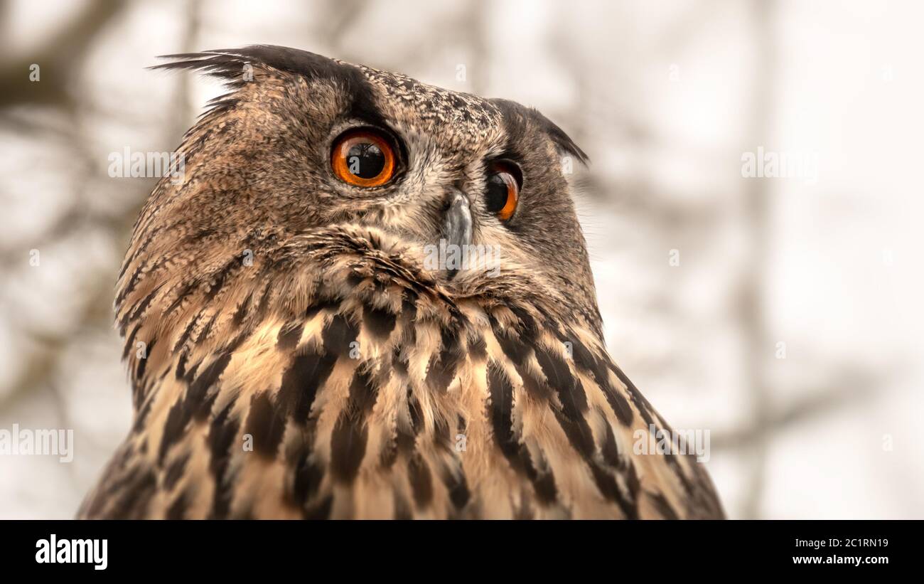 Eule mit großen orangefarbenen Augen Stockfoto