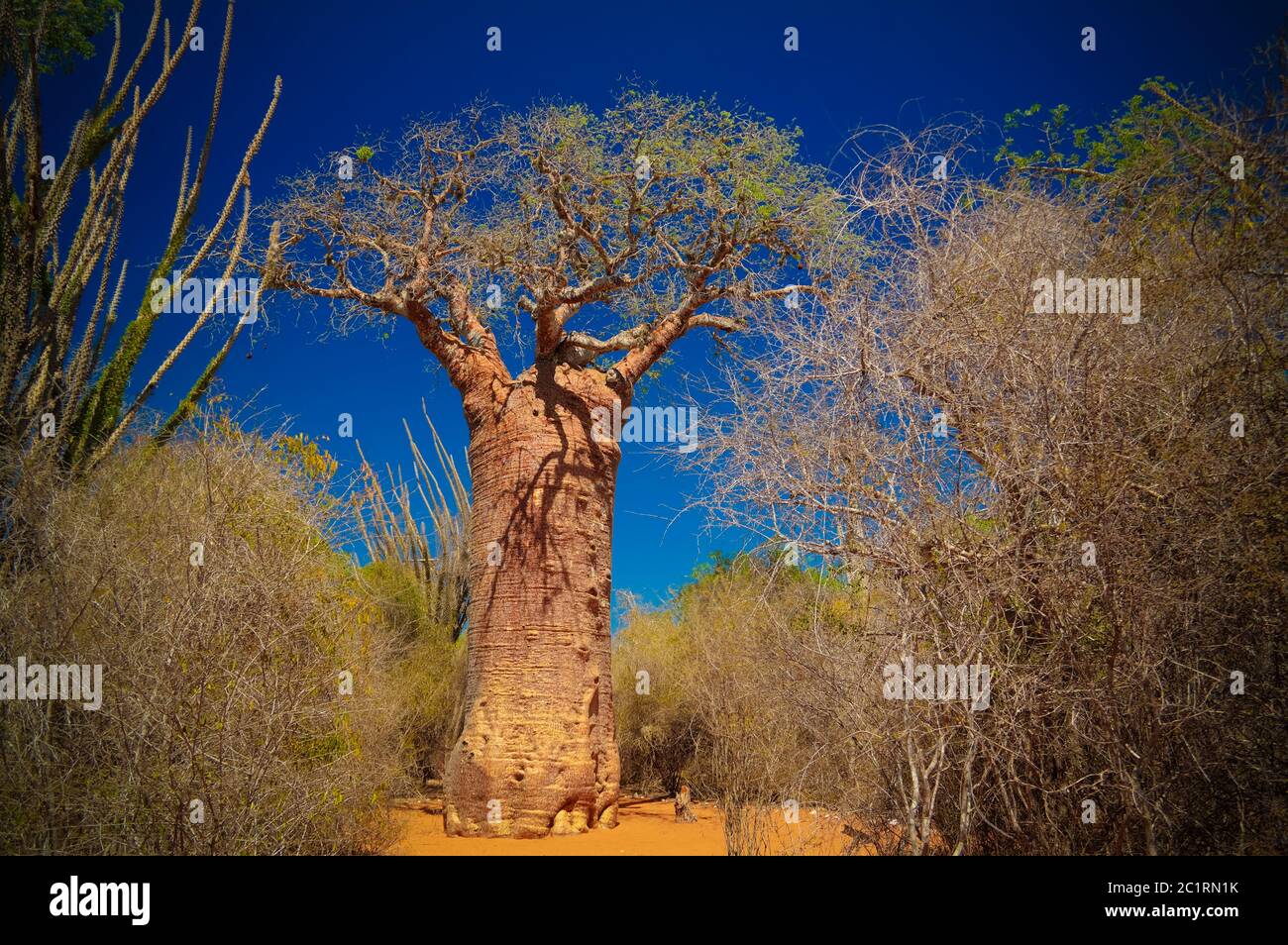 Landschaft mit Adansonia grandidieri baobab Baum im Reniala Nationalpark, Toliara, Madagaskar Stockfoto