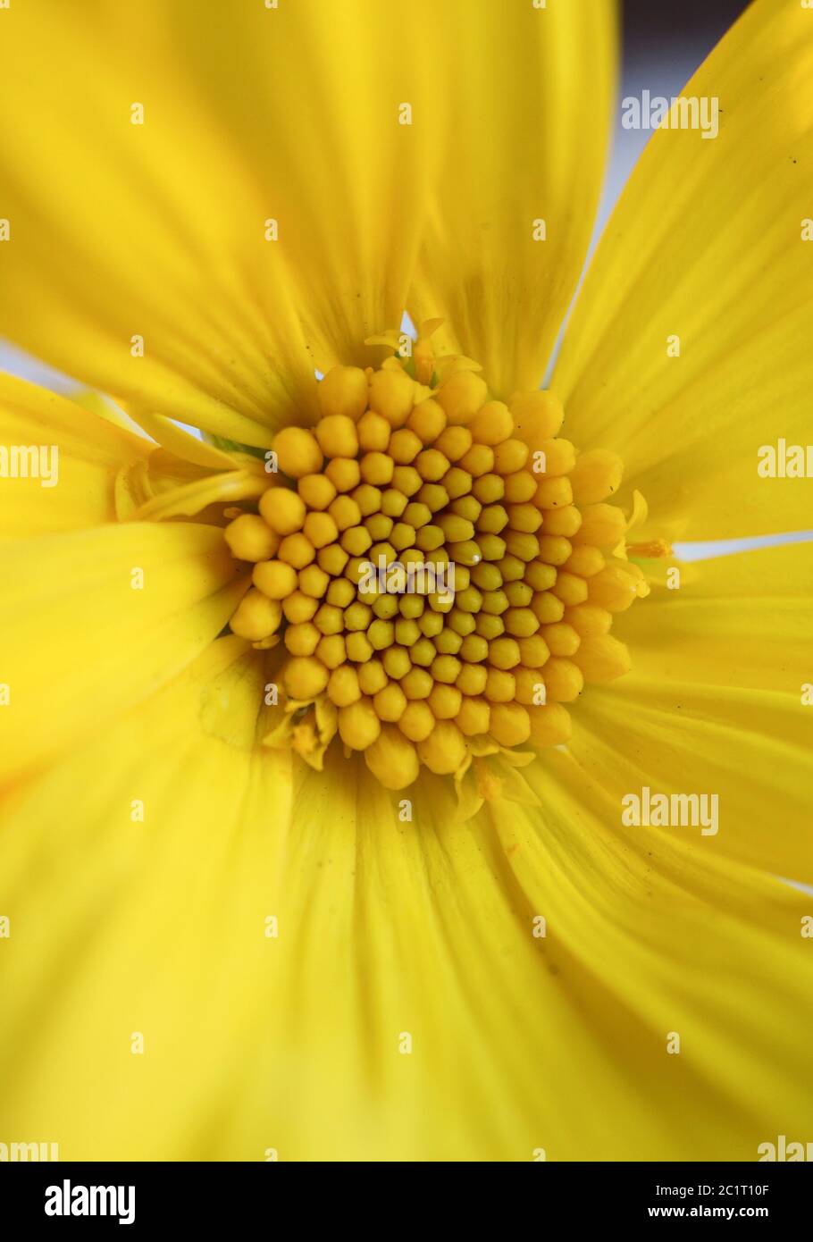 Gelbe Blume Pflanze Stockfoto