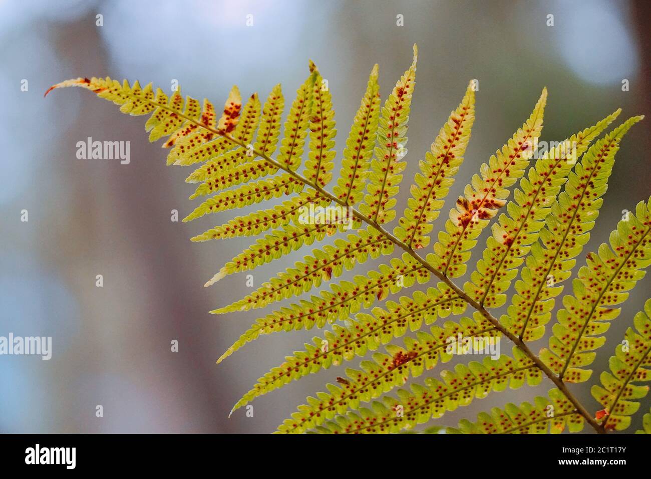 Grünen Farn pflanze Blatt Stockfoto