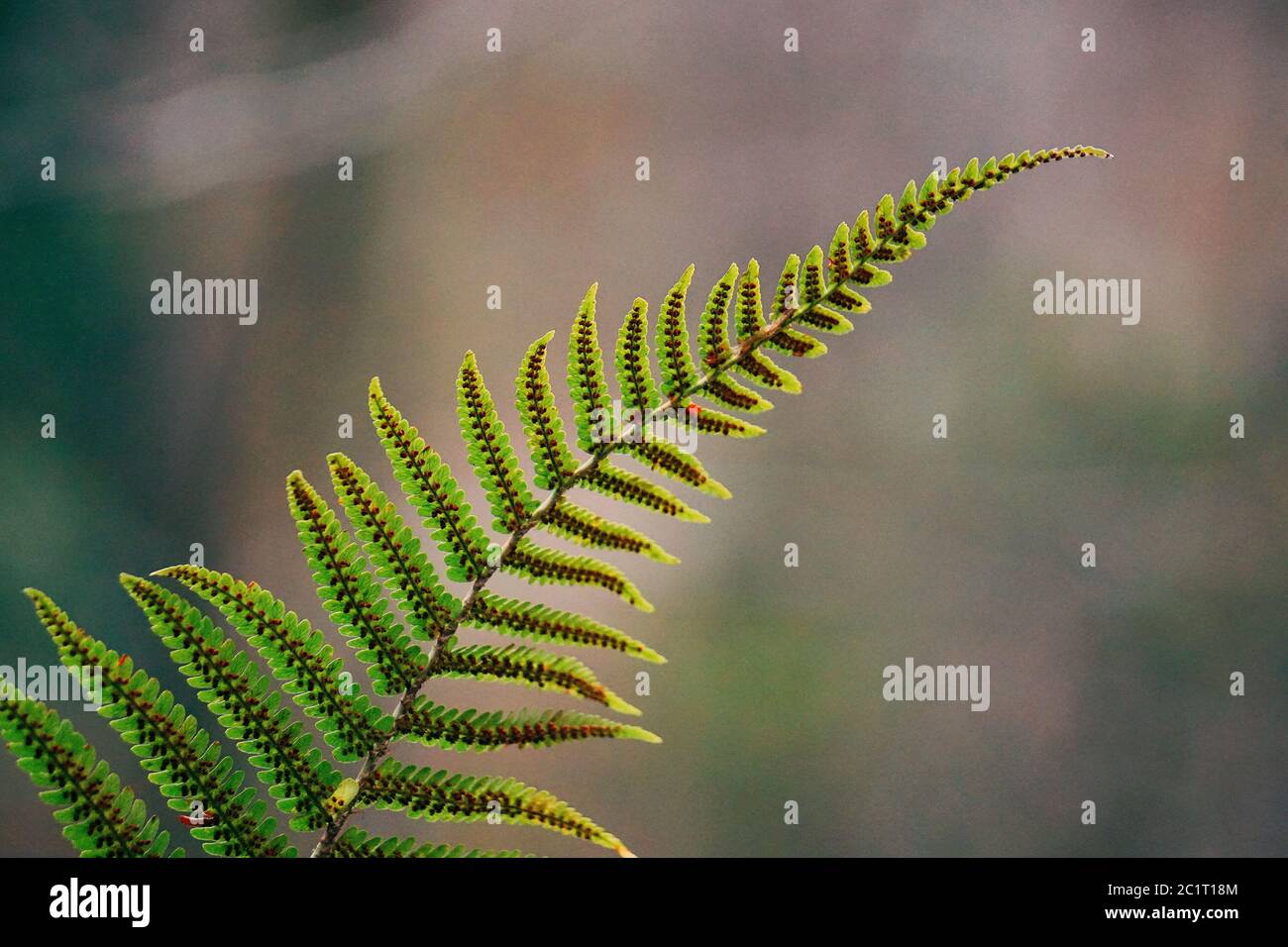 Grünen Farn pflanze Blatt Stockfoto