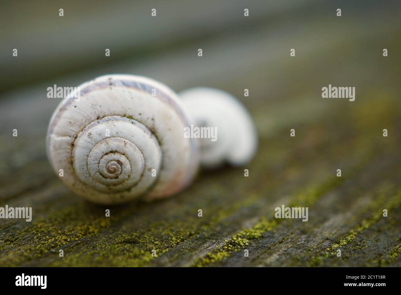 Schnecke in der Natur Stockfoto