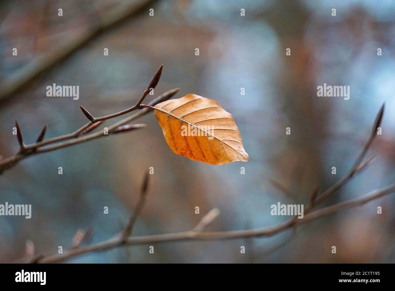Braun baum Blatt Textur Stockfoto
