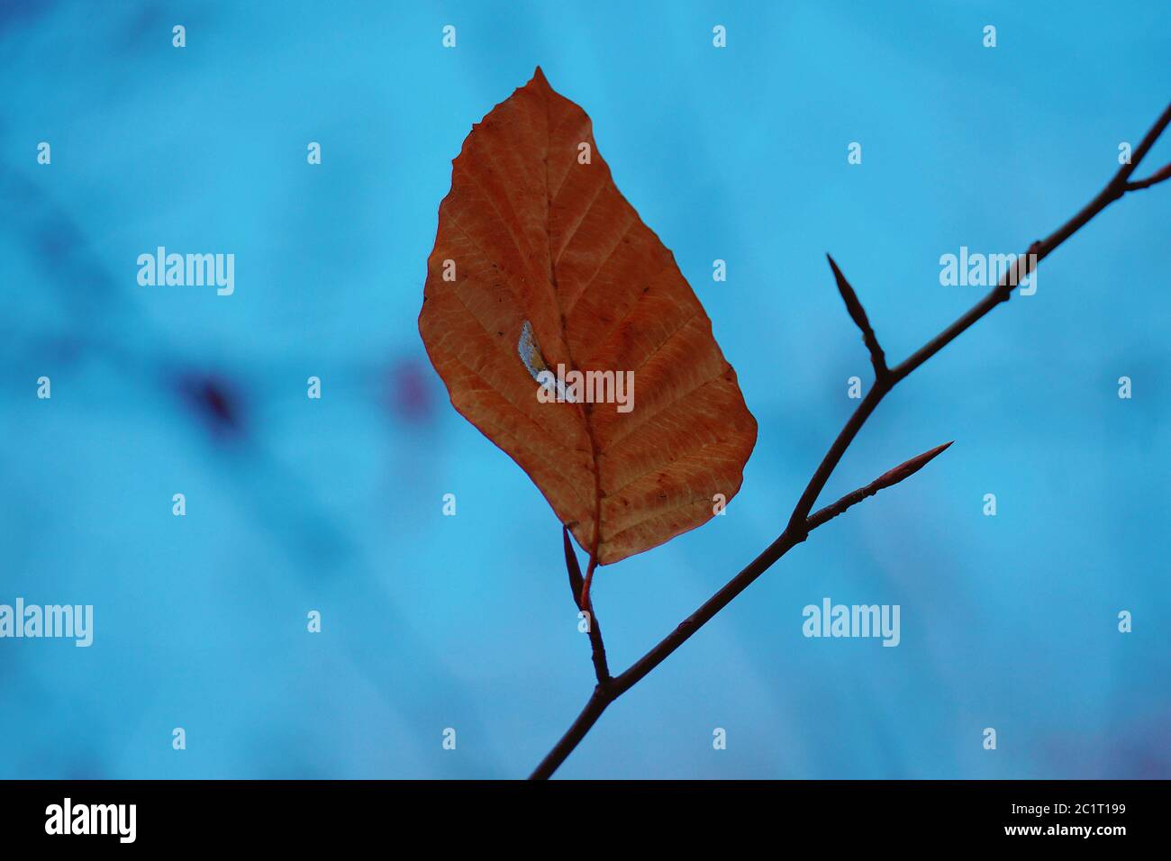 Braun baum Blatt Textur Stockfoto