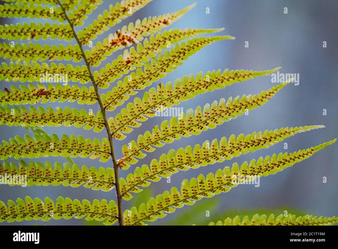 Grünen Farn pflanze Blatt Stockfoto