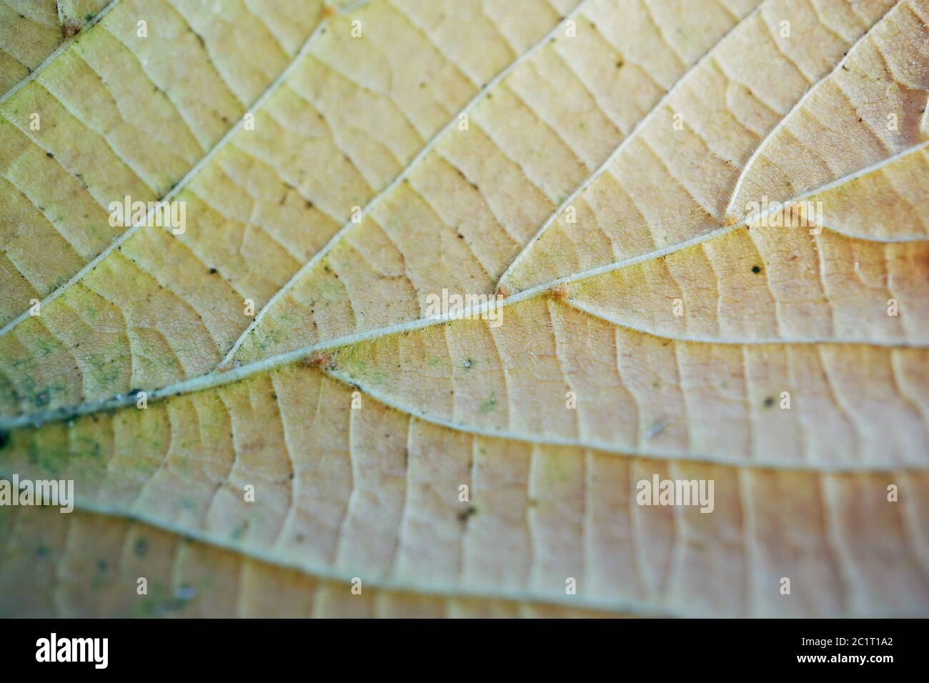 Braun baum Blatt Textur Stockfoto