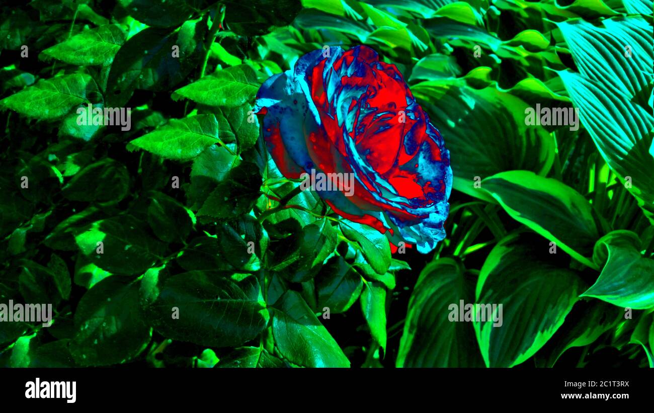 Blume mit gesicht Fotos und Bildmaterial in hoher Auflösung Alamy