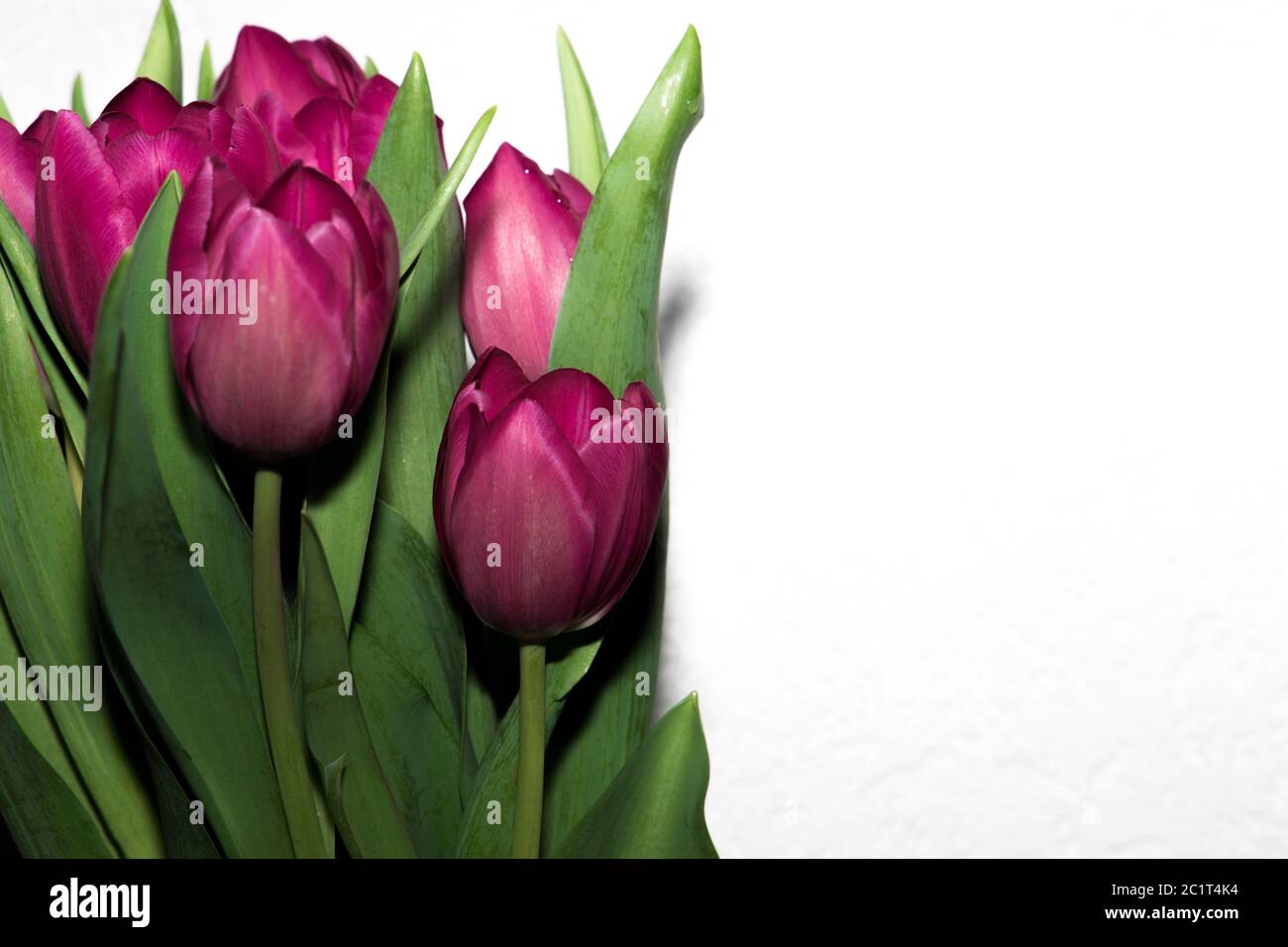 Rosa Blume Hintergrund Stockfoto