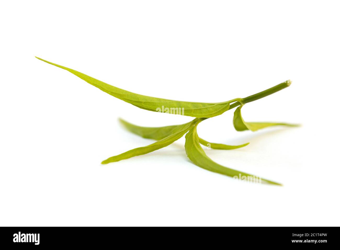 Sabah Schlangengrasblätter alias Belalai Gajah. Stockfoto