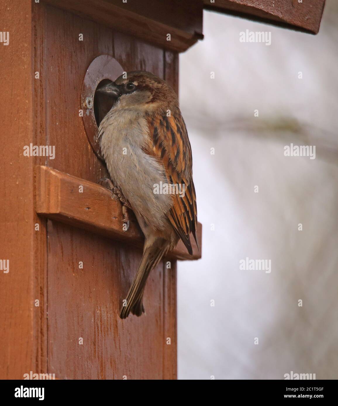 Sperling Passer domesticus an der Nest-Box Stockfoto