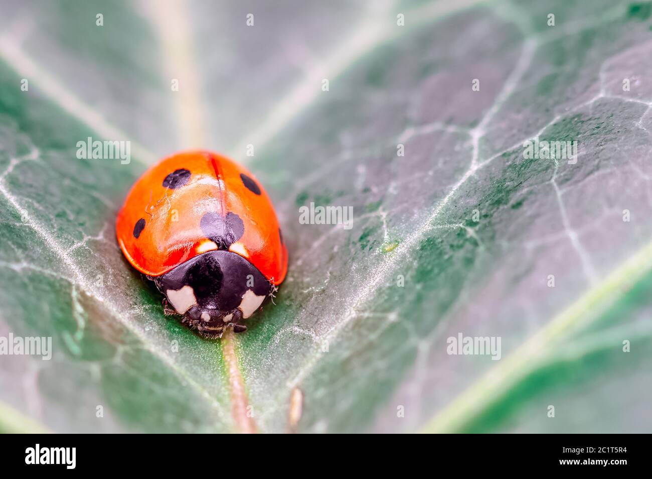 Coccinella septempunctata, bekannt als Marienkäfer mit sieben Punkten, Marienkäfer mit sieben Punkten, C-7 oder Marienkäfer mit sieben Punkten auf dem Blatt Stockfoto