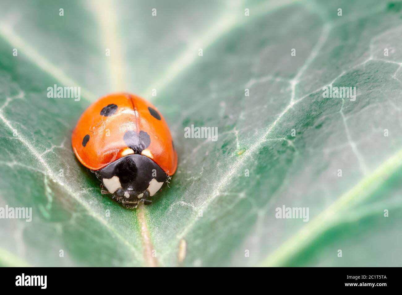 Coccinella septempunctata, bekannt als Marienkäfer mit sieben Punkten, Marienkäfer mit sieben Punkten, C-7 oder Marienkäfer mit sieben Punkten auf dem Blatt Stockfoto