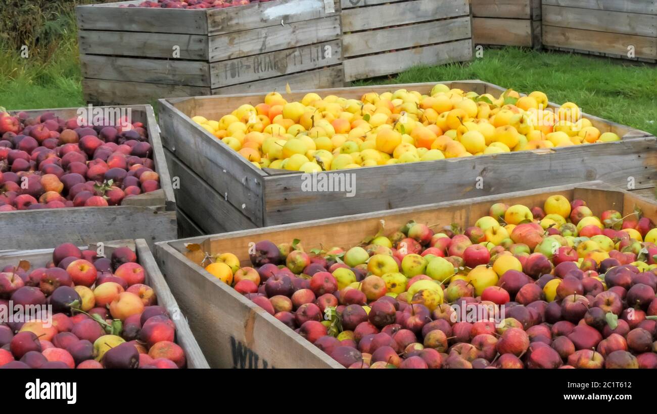 Frisch geerntete goldene leckere und rote Äpfel in Behältern bereit zur Verarbeitung Stockfoto