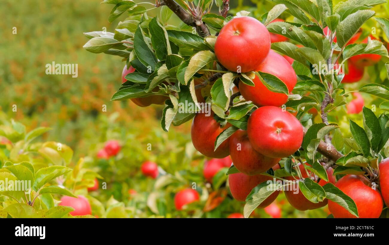 In der Nähe eines Zweiges von köstlichen reifen rosa Dame Äpfel auf einem Baum Stockfoto