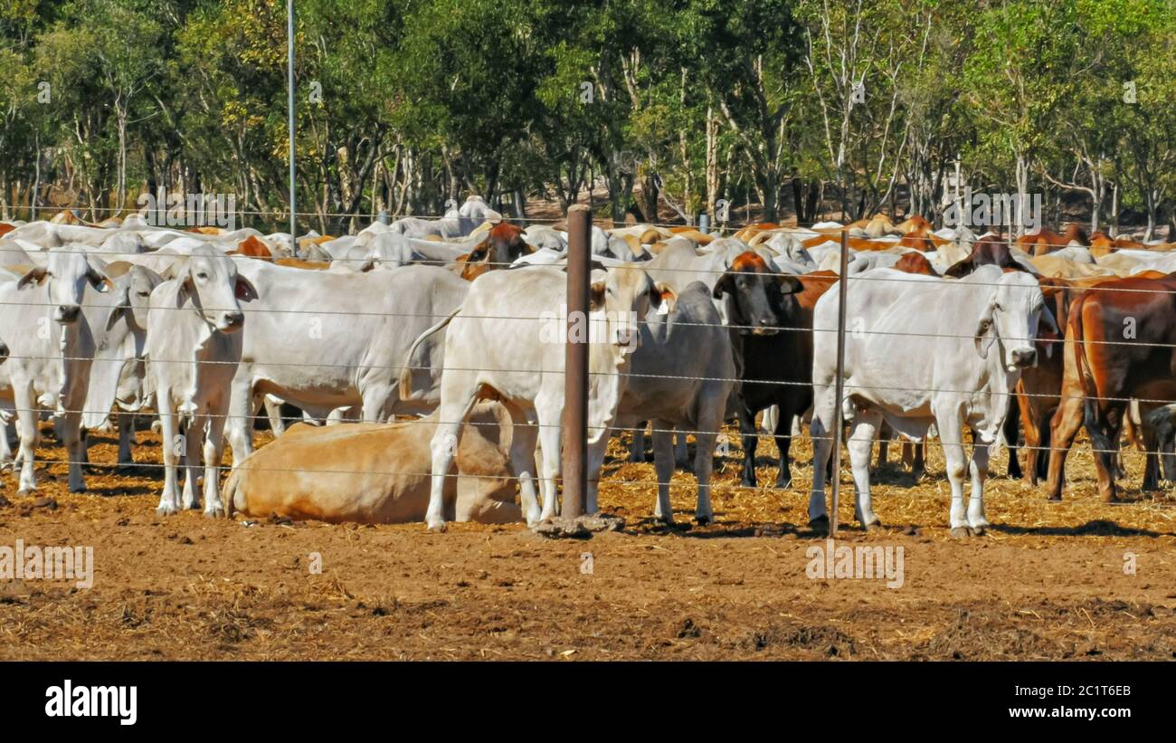 Nahaufnahme von Herden australischer Brahmanenrinder, die auf einem Viehhof gehalten werden Stockfoto