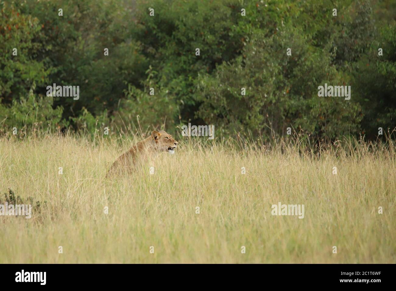 Ein Löwe sitzt im hohen Gras Stockfoto