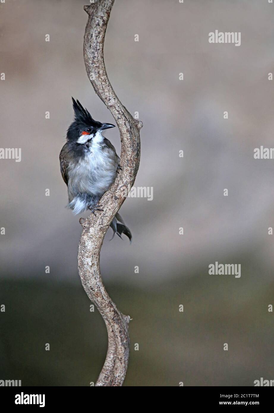 Rotohrballen-Teleskop-Pycnonotus jocosus Stockfoto