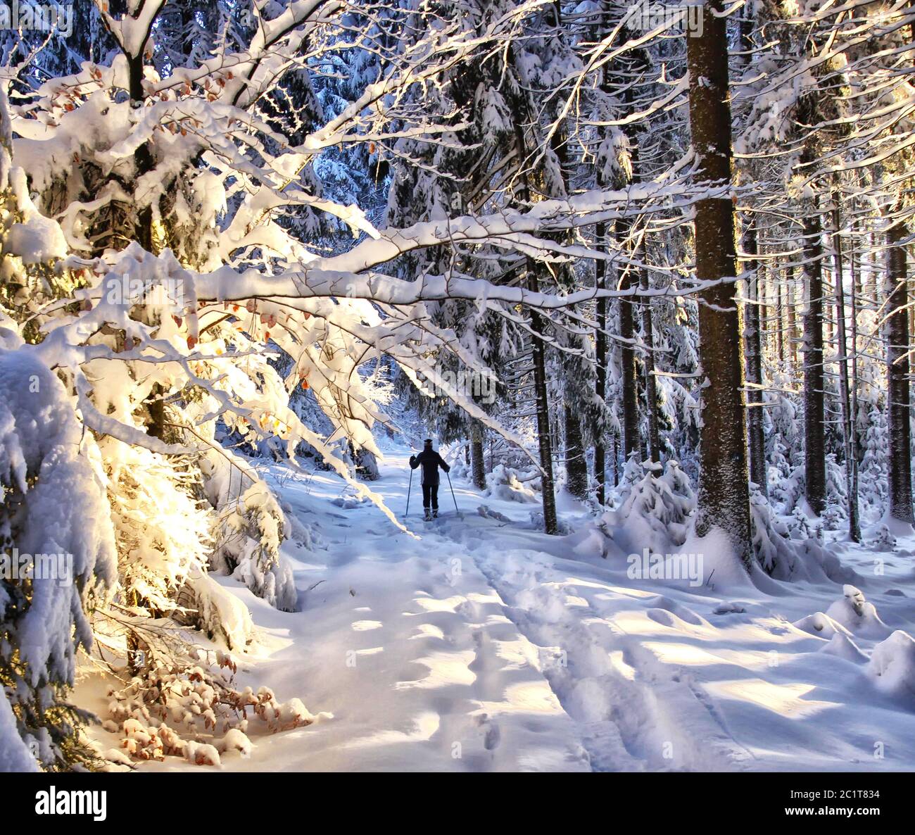 goldener Wintermorgen Stockfoto