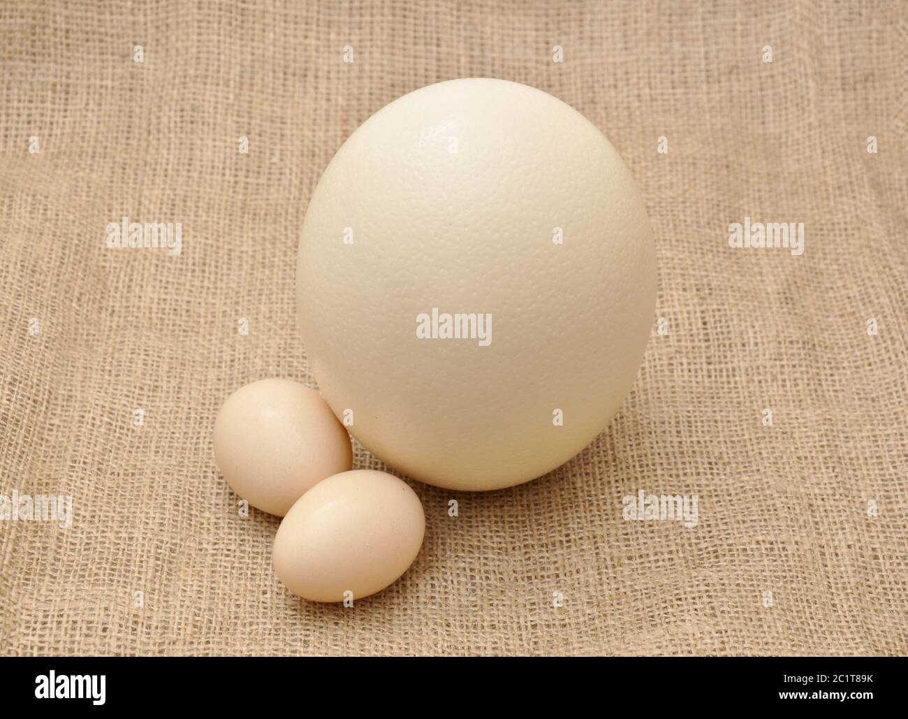 Eiervergleich vergleich groessenvergleich Fotos und Bildmaterial in hoher Auflösung Alamy