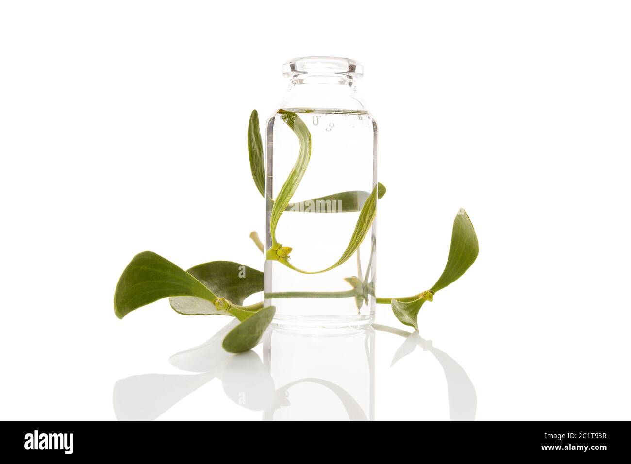 Natürliches Heilmittel aus frischer Mistel. Stockfoto