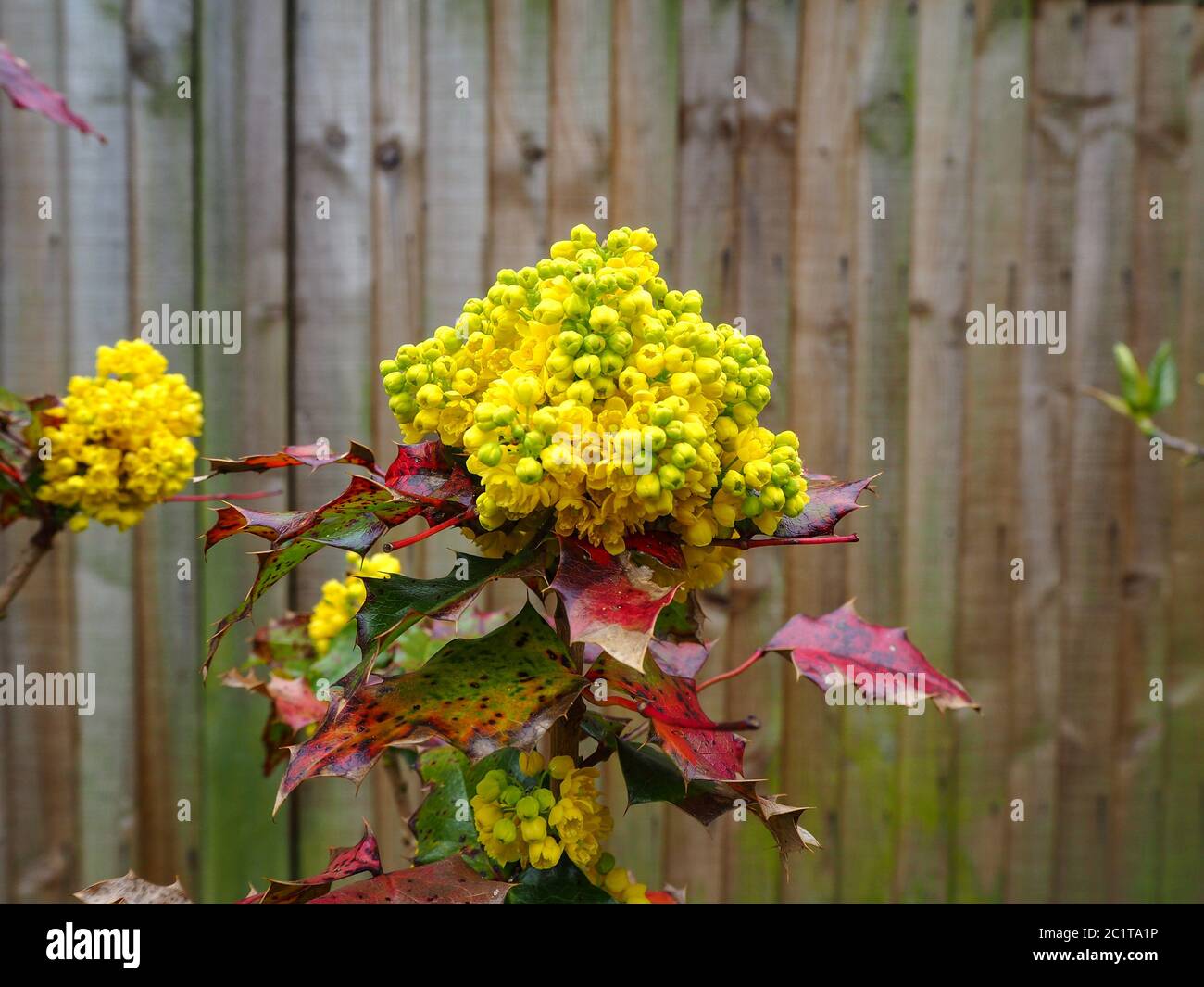 Gelbe Blüten und Knospen auf einem Stechbusch, der vor einem alten Holzzaun wächst Stockfoto
