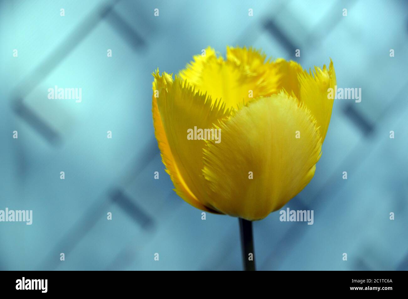 Leuchtend gelb einfransige Tulpe 'Crystal Star' in einer englischen Grenze gewachsen. Stockfoto